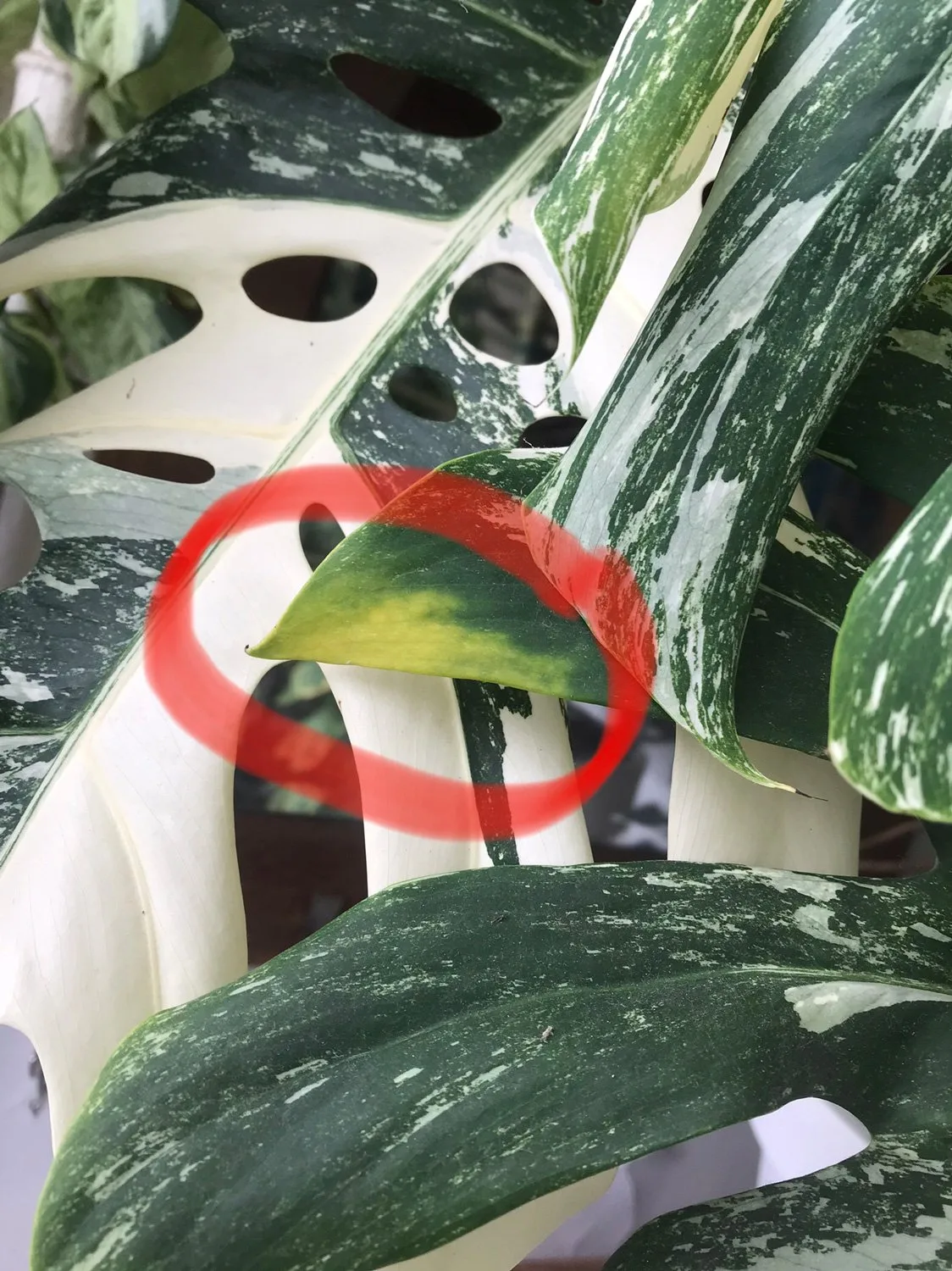 Le brunissement de la Monstera Variegata 2: les taches brunes