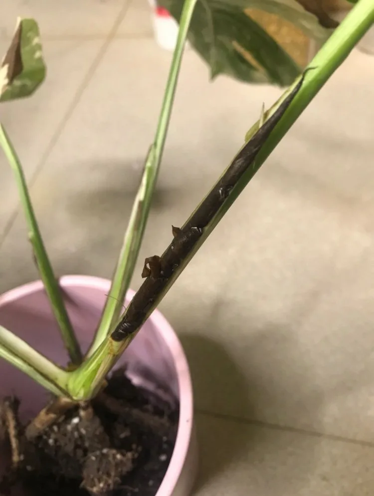 Le brunissement de la Monstera Variegata 2: les taches brunes