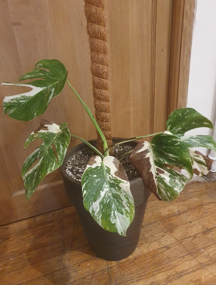 Le Brunissement De La Monstera Variegata 2: Les Taches Brunes