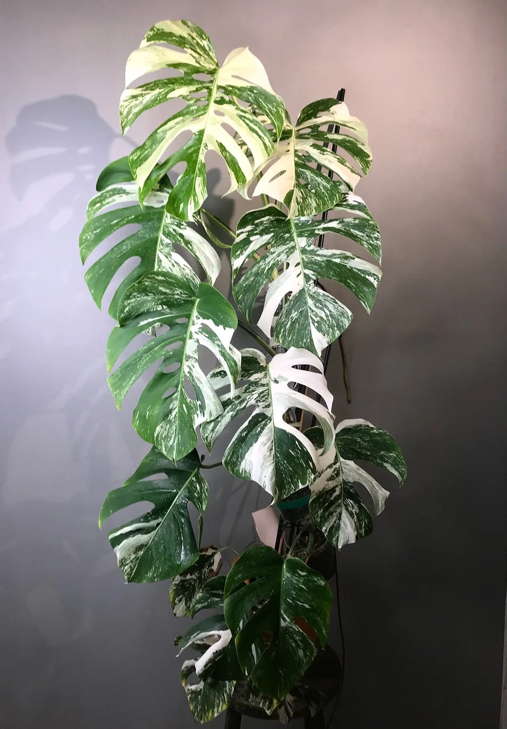 haskap plants Russian Haskap (Honeyberry) – Experimental Farm Network Seed Store main image 0