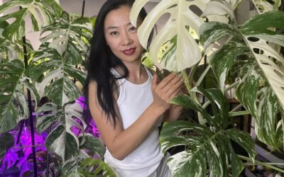 Le Brunissement de la Monstera Variegata 2