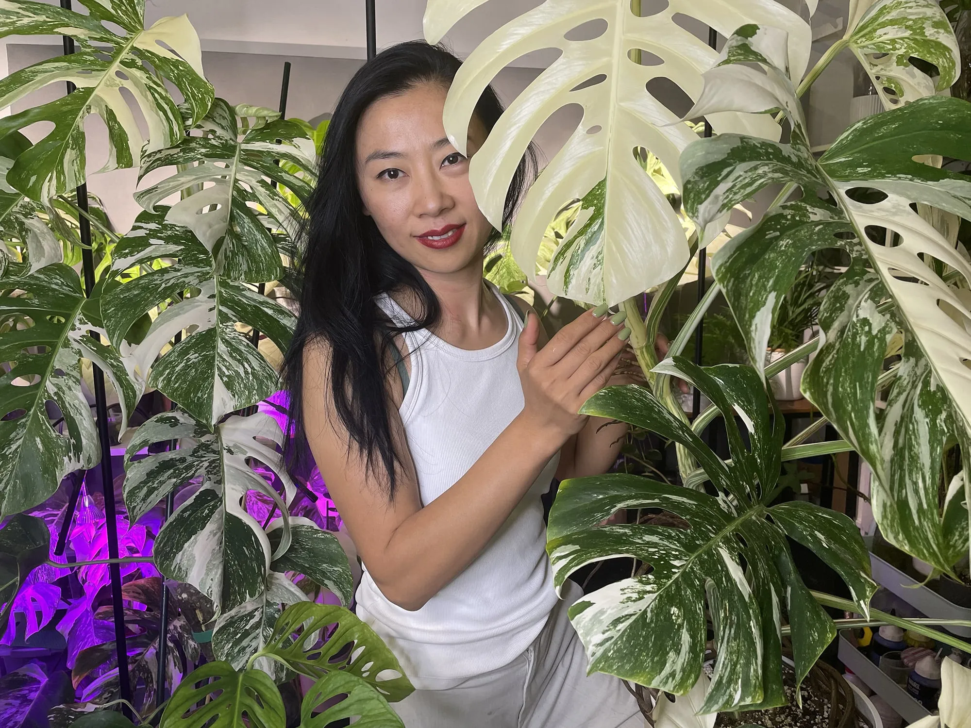 Le Brunissement de la Monstera Variegata 2