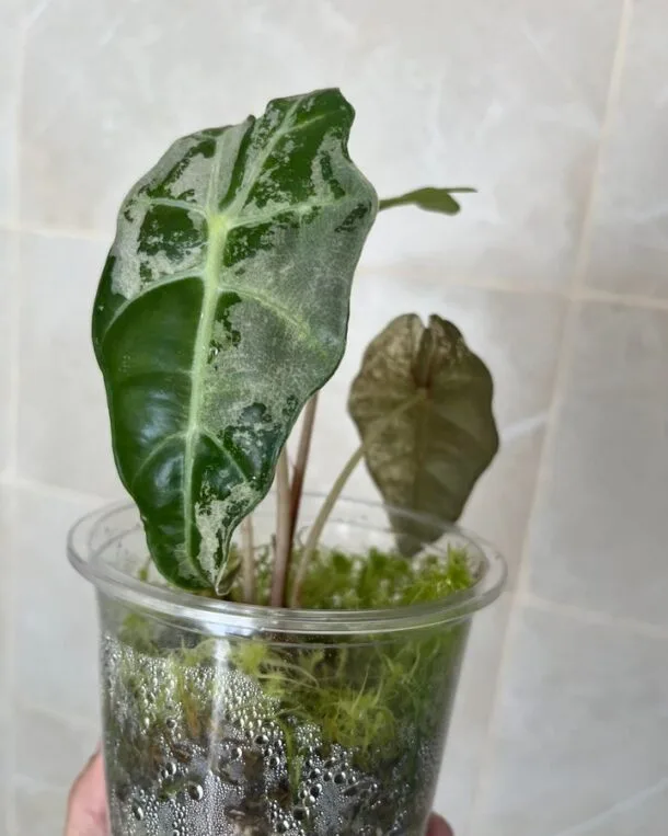 Accueil 17 contact@greensab.com 449210937 2157428484638920 6072156191329706880 n