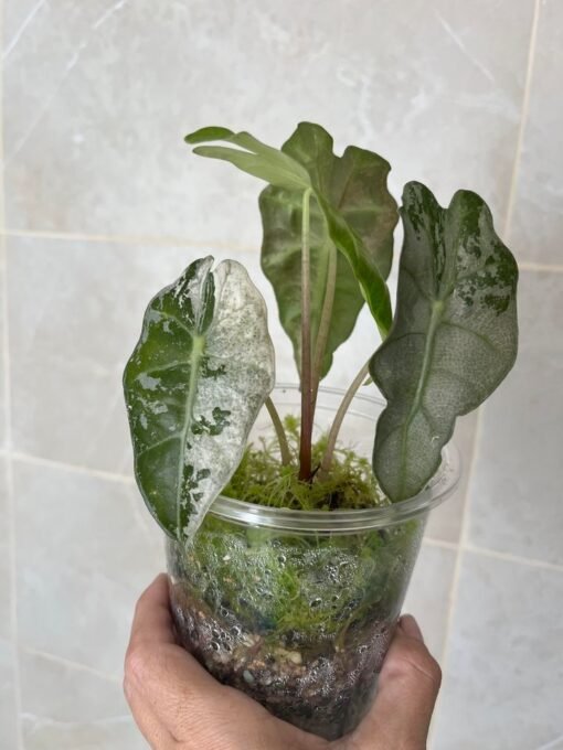 Alocasia Amazonica Pink Variegata – Image 5