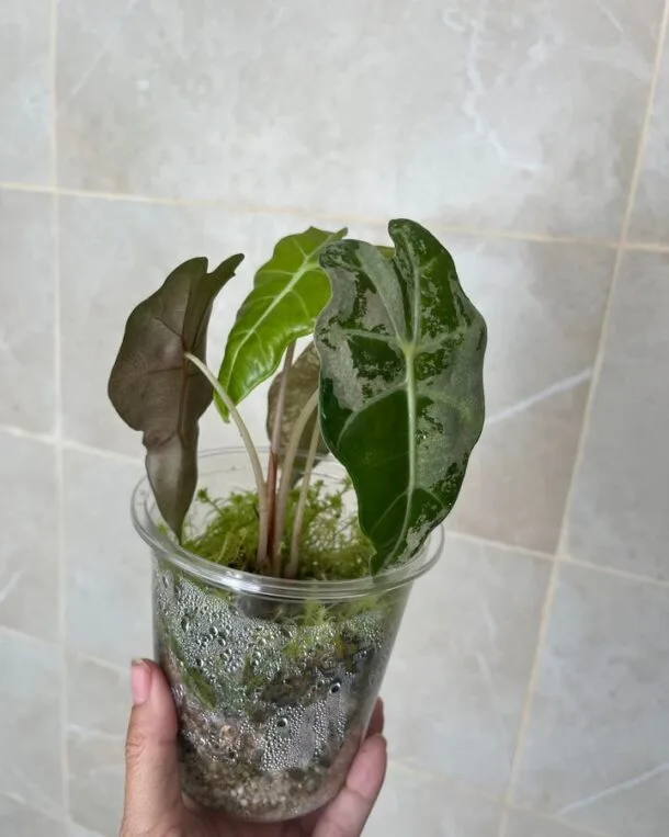 Accueil 16 Alocasia Amazonica Pink Variegata