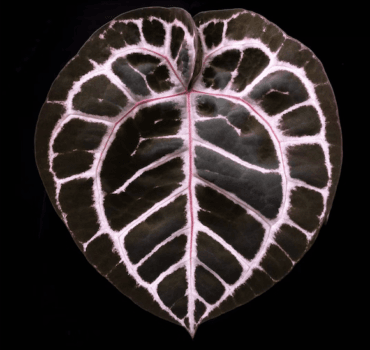 cropped Capture decran 2024 10 31 a 15.33