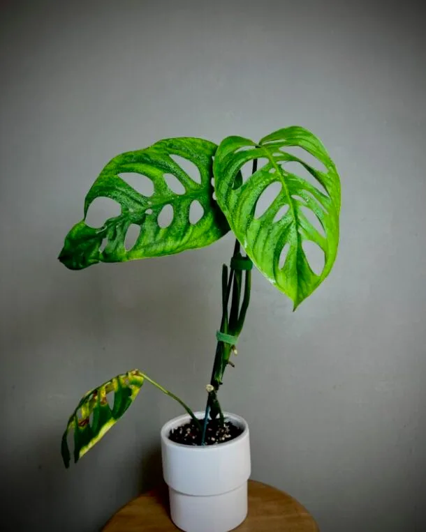 Monstera Epipremnoides Esqueleto N°01