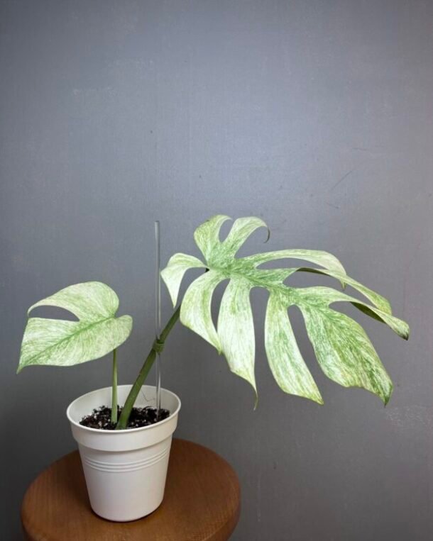 Monstera Jungle Mint (NoID) Nr 18