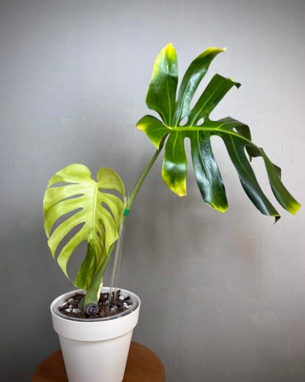 Monstera Green Bone (Light Lime)