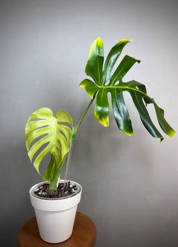 Monstera Green Bone (Light Lime) 1 Monstera Green Bone (Light Lime)