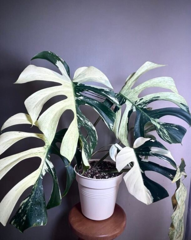 Monstera Jungle Mint NoID N°002
