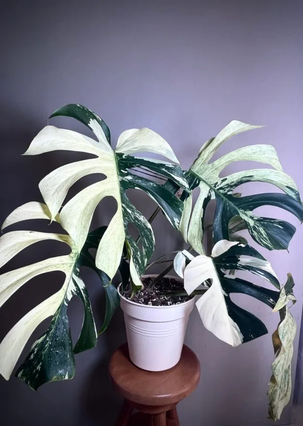 Monstera Jungle Mint NoID N°002