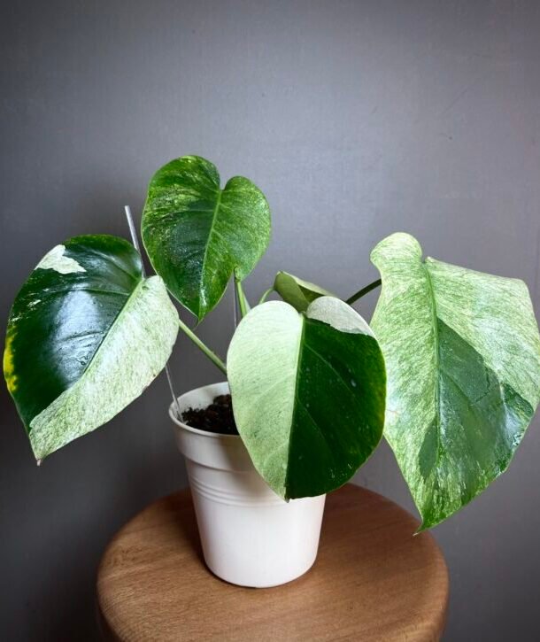 Monstera Jungle Mint NoID N°003