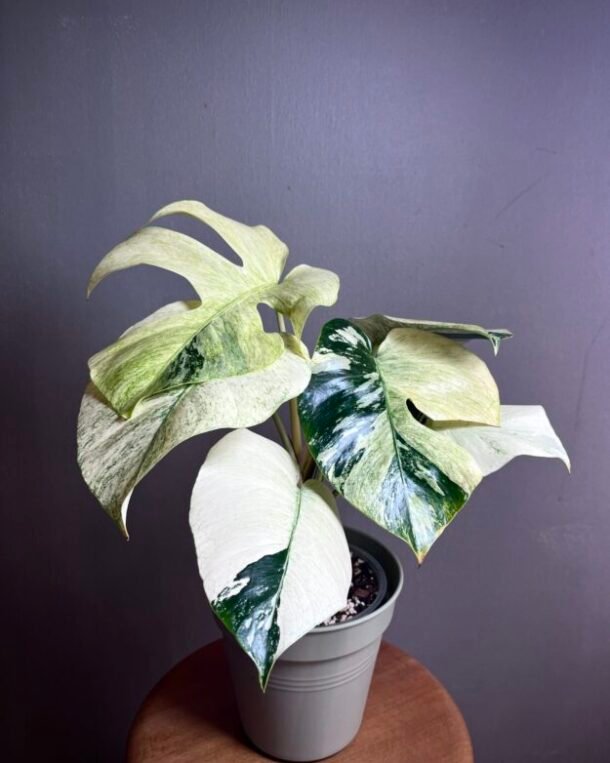 Monstera Jungle Mint NoID N°004