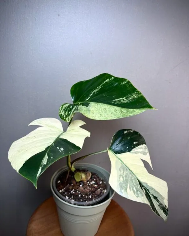 Monstera Jungle Mint NoID N°005