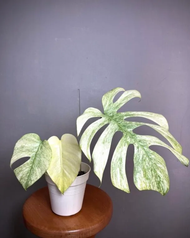 Monstera Jungle Mint NoID N°006