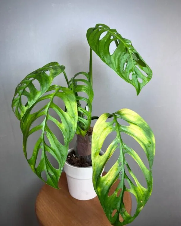 Monstera Epipremnoides Esqueleto N°001