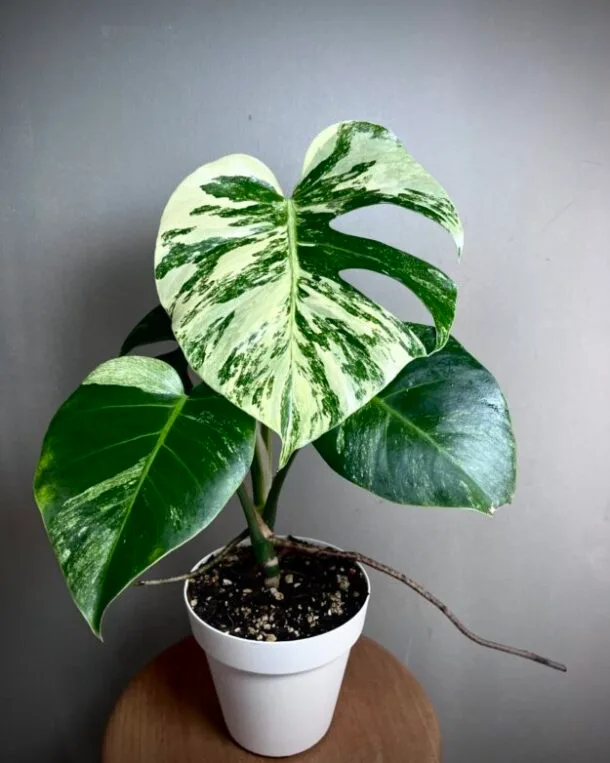 Monstera Jungle Mint NoID N°008