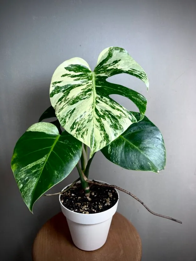 Monstera Jungle Mint NoID N°008