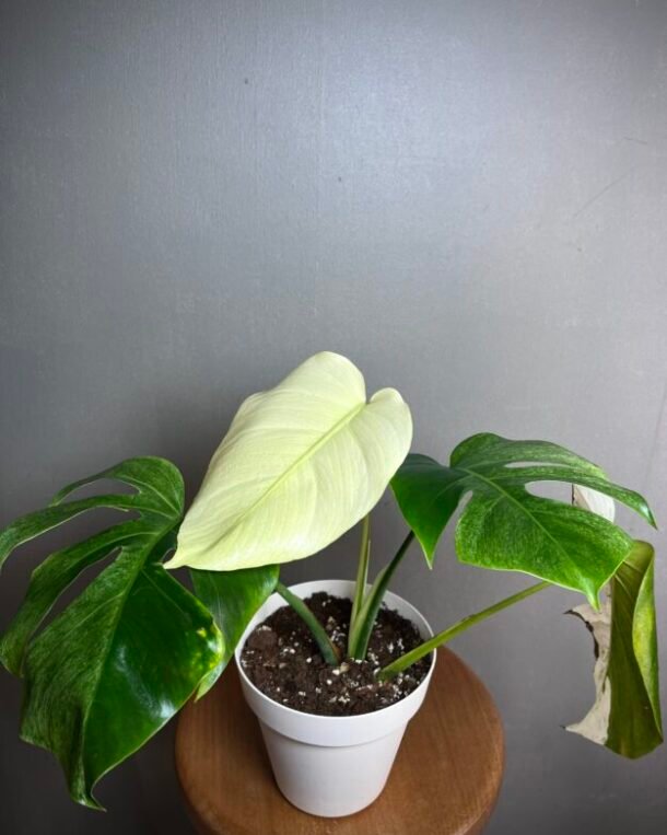 Monstera Jungle Mint NoID N°009