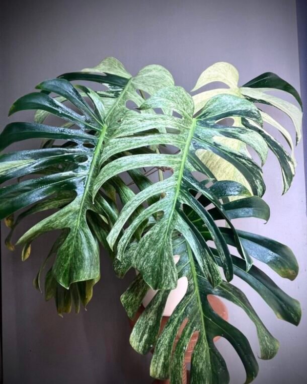 Monstera Jungle Mint NoID XXL N°010