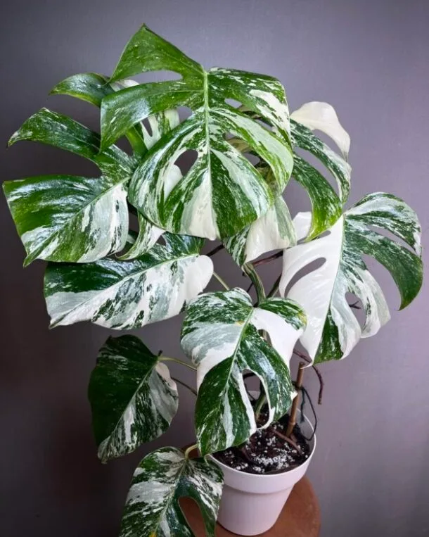 Monstera Deliciosa Borsigiana Samll Form N°01