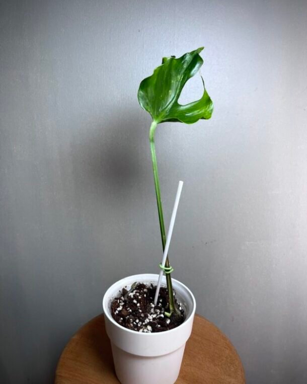 Monstera Deliciosa Unniiae N° 01