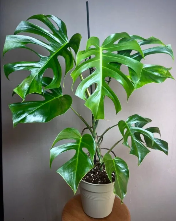 Monstera Brazil Common Form