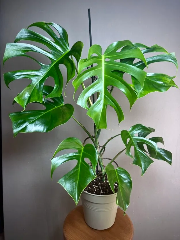 Monstera Brazil Common Form - passionplants.fr