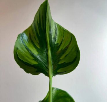 cropped jean secret jungle cover
