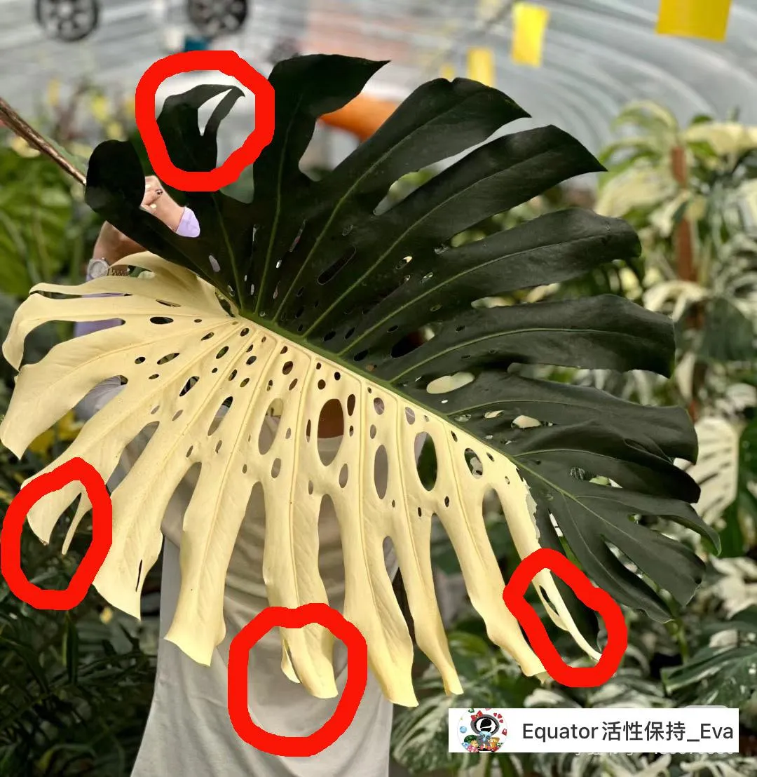 Comment distinguer une Monstera Deliciosa (Large Form) d'une Monstera Deliciosa var. Borsigiana (Small Form)