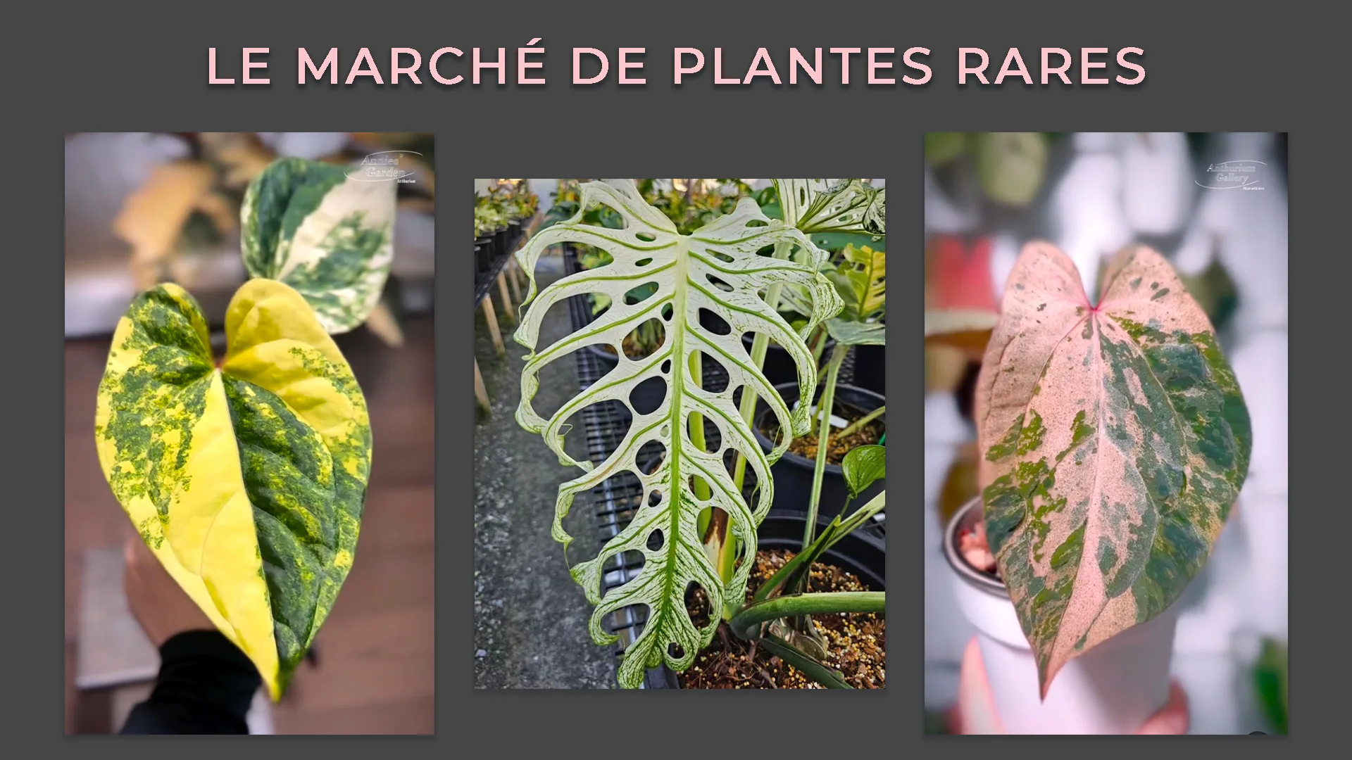 Le marché des plantes rares