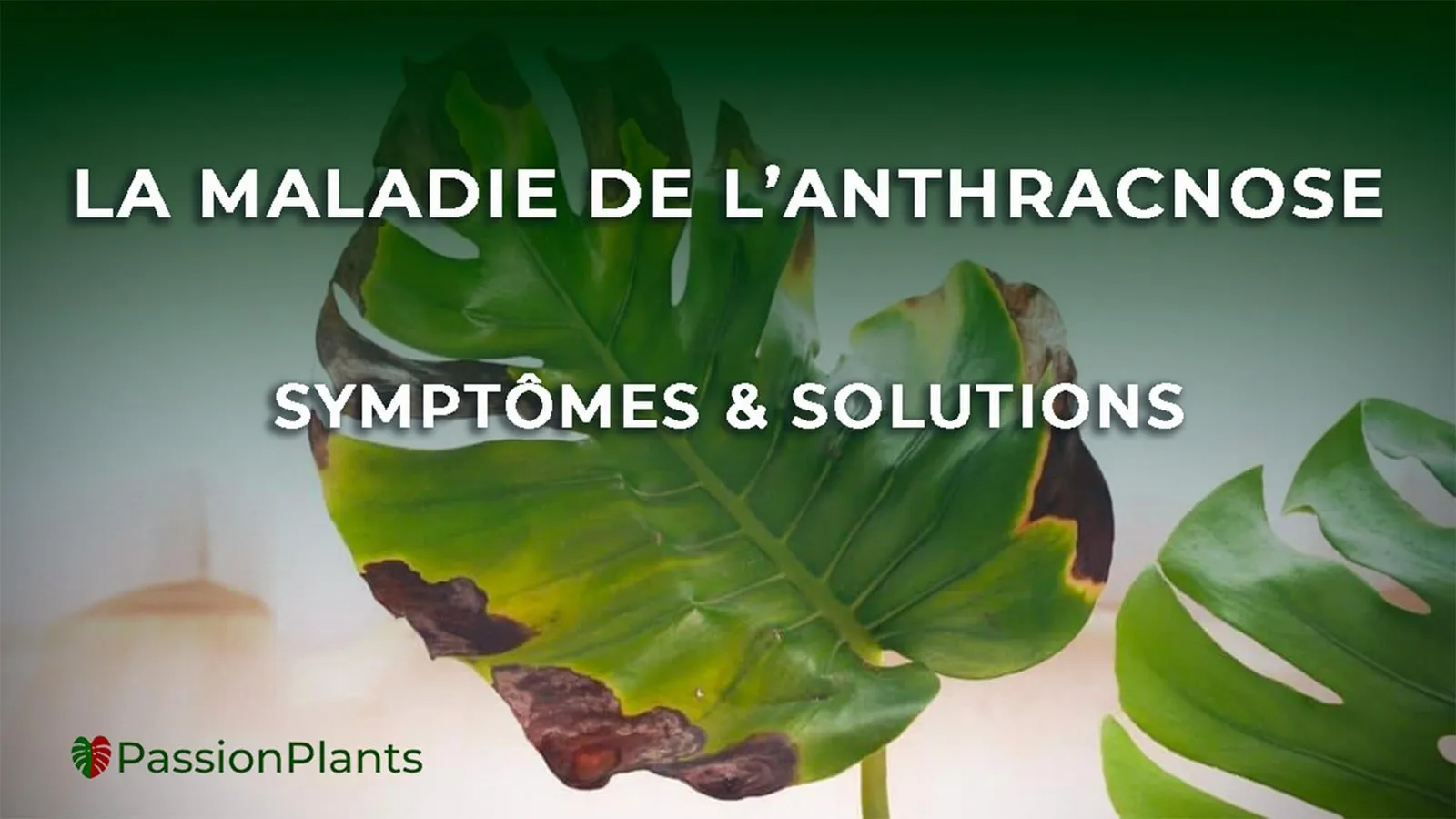 maladie anthracnose cover1