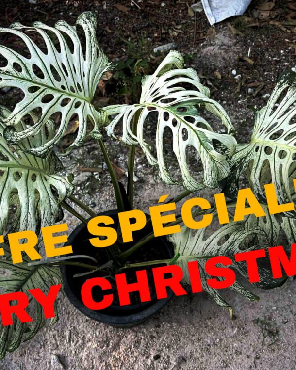 monstera devil monster XXL