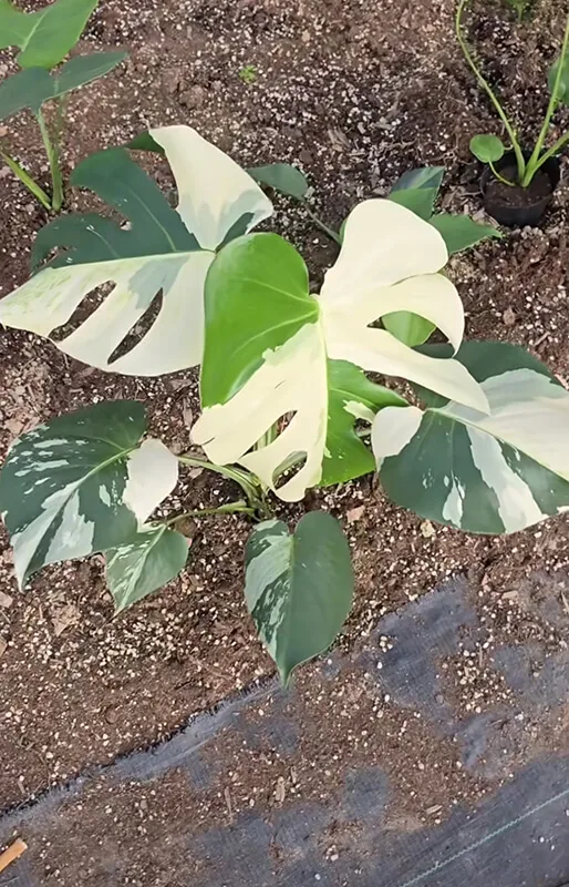 Monstera Albo Variegata Large Form