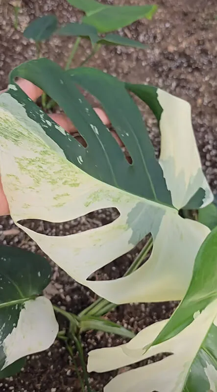 philodendron buono Philodendron 'Jose Buono Fiesta'