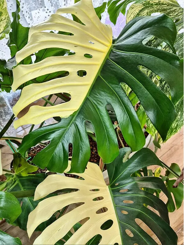 philodendron strawberry shake Variegated Philodendron Strawberry Shake Plant in Nursery Pot -  Philodendron Pink - Rare Indoor Houseplant main image 1