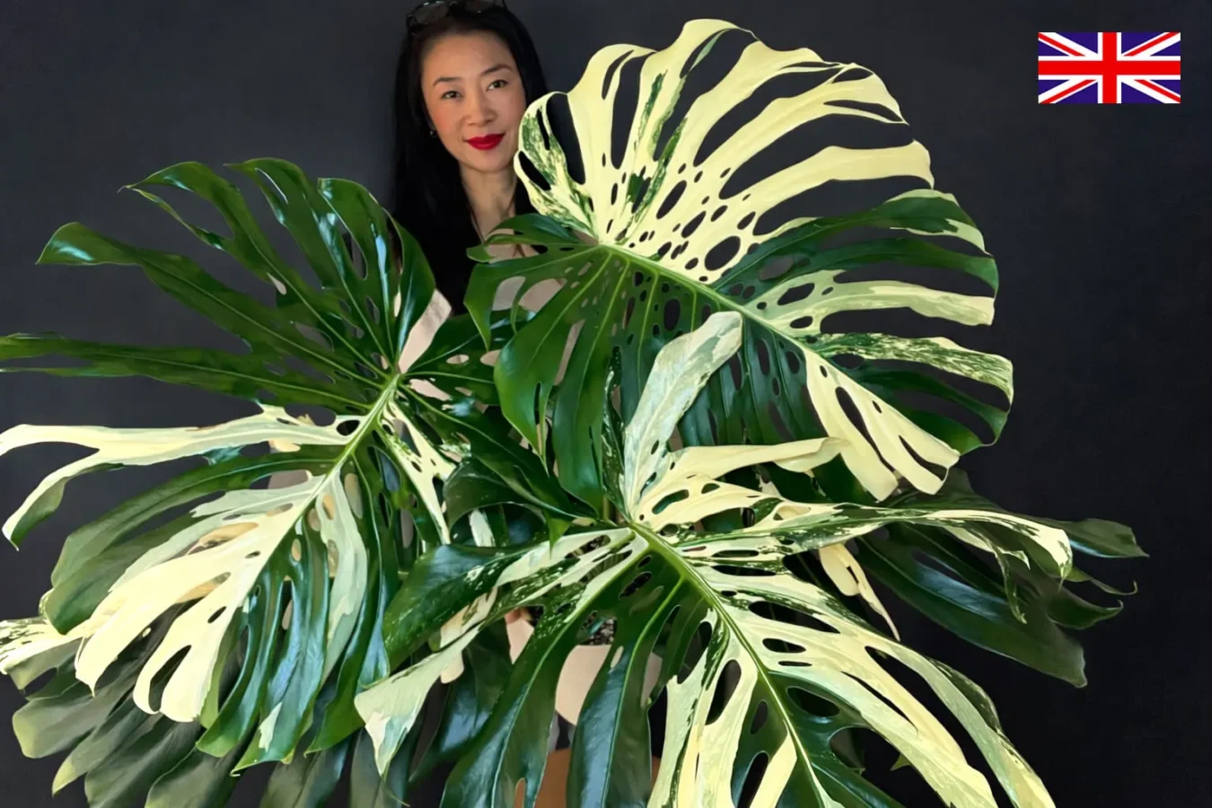 Monstera Albo Variegata Large Form