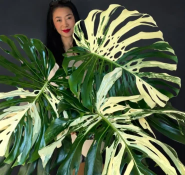 Monstera Albo Variegata Large Form english