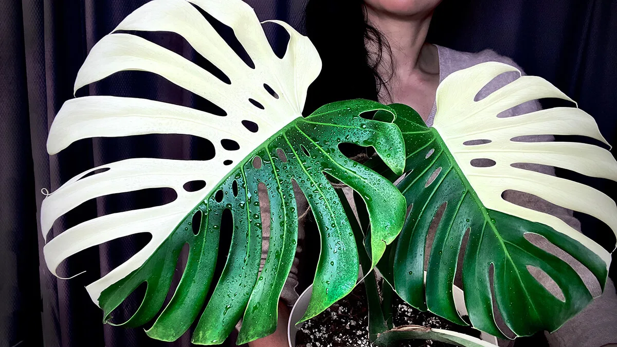 Monstera Albo Variegata Large Form