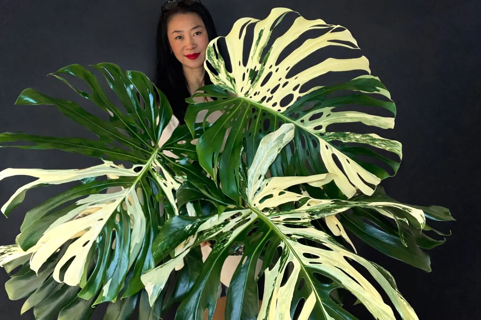 Monstera albo variegata large form