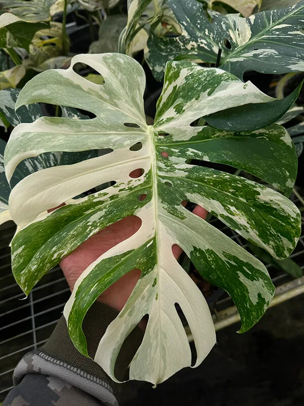 Monstera Albo Variegata Large Form