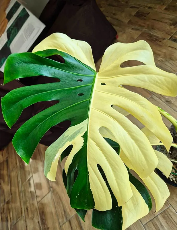 Monstera Albo Variegata Large Form-english - passionplants.fr