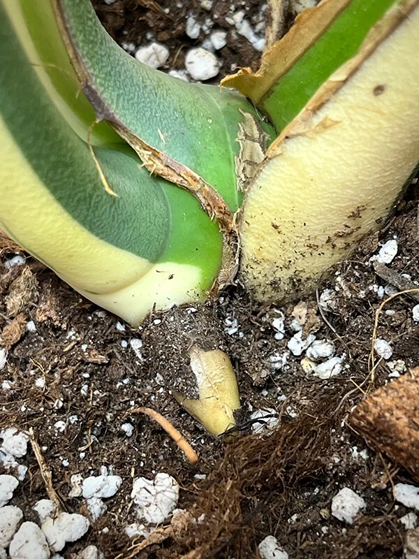 monstera albo variegata large form8