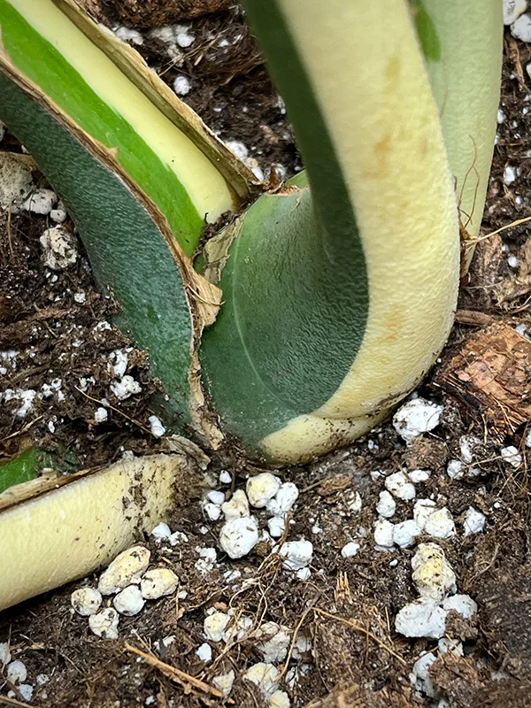 monstera albo variegata large form9