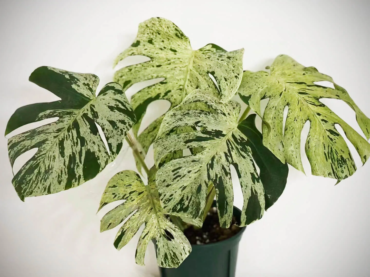 La Monstera Deliciosa Bulbasaur - passionplants.fr