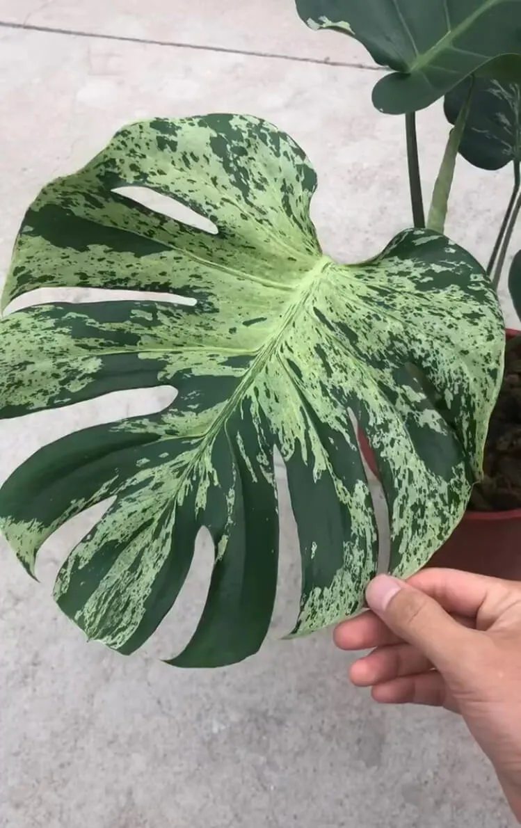 monstera bulbasaur1