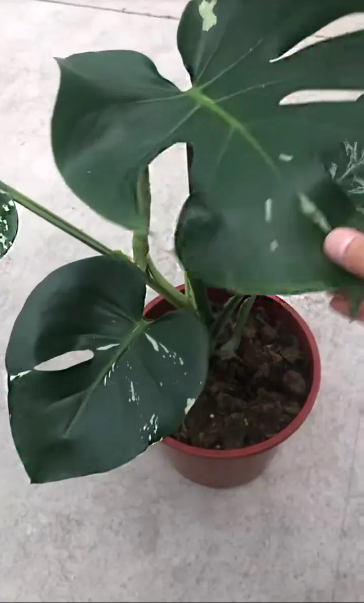 monstera bulbasaur2 1