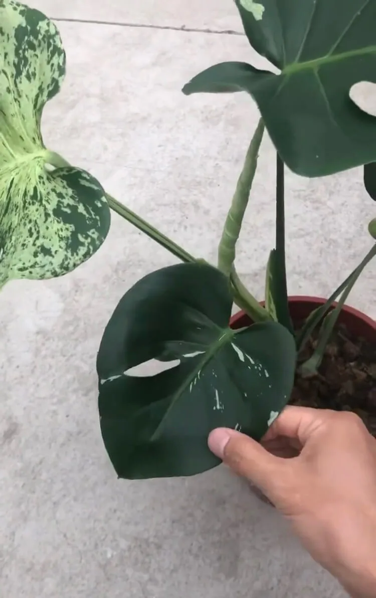 monstera bulbasaur3 1