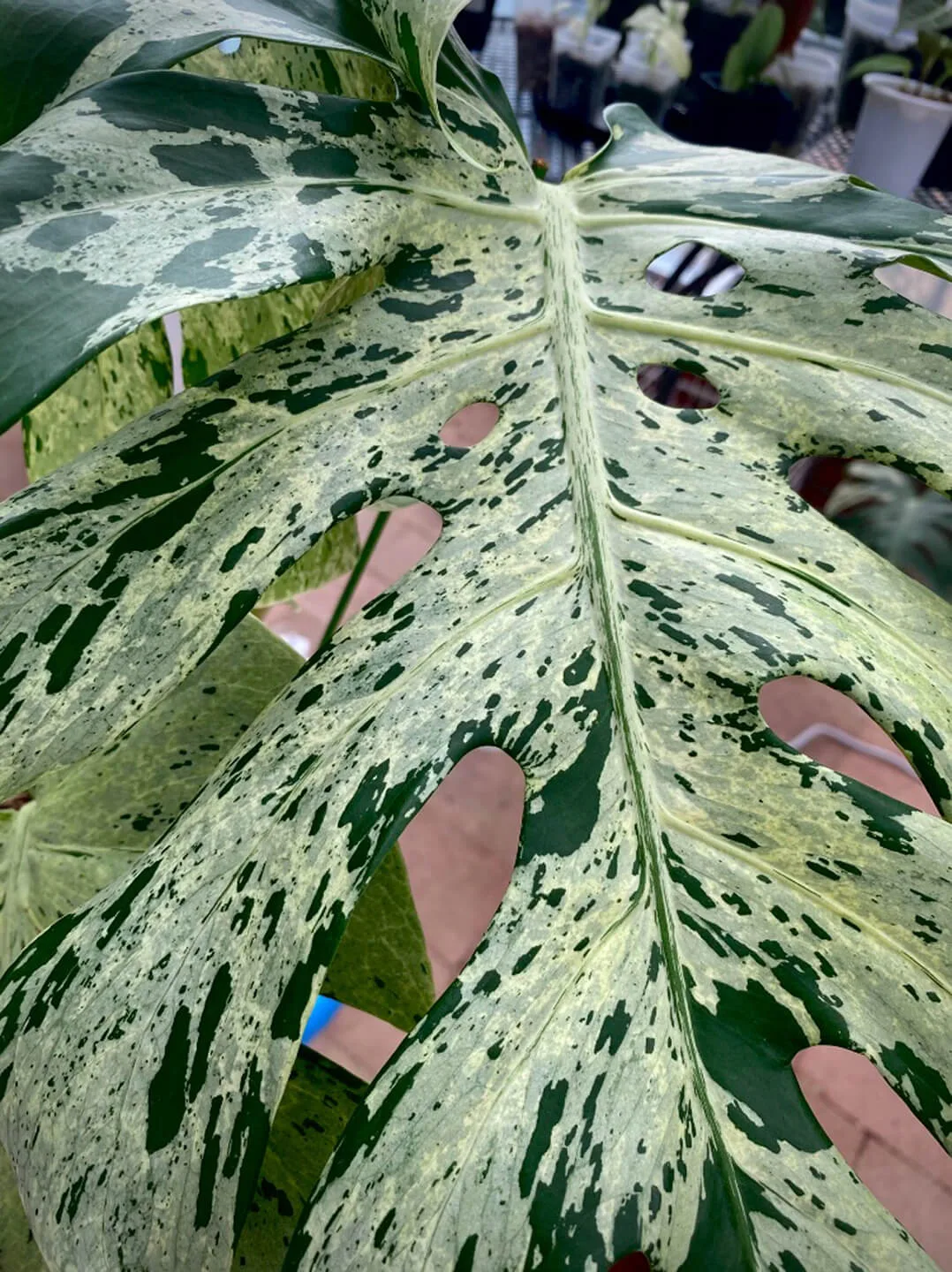 monstera bulbasaur4